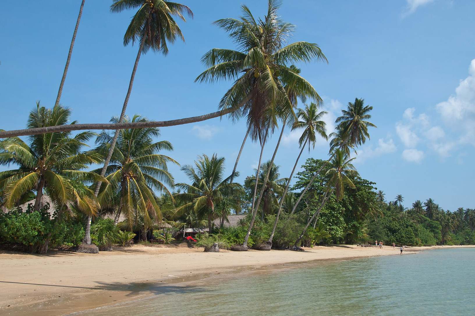 Tropical palm trees on a beach in Thailand